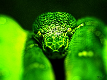 Dragon Head - wild, snake, curled, green, resting