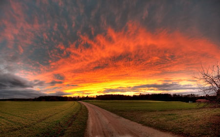 Burning Sunset - nature, trees, spectacular, field, sunset, colors, road