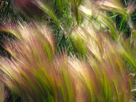 Prairie Foxtail - prairie, grass, foxtail, wild