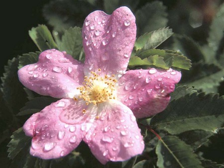 Raindrops On Wild Rose - wild, pink, rain, rose, flower