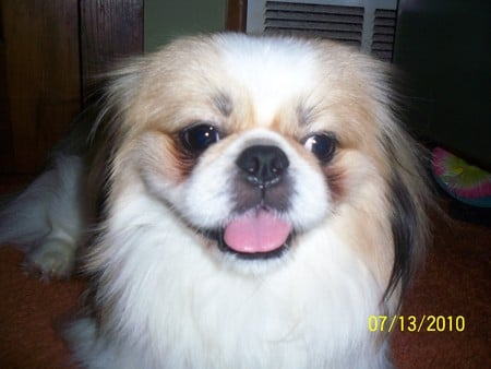 Romeo Smiling - smile, romeo, pekingese, cute, happy