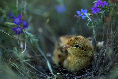 Attwaters Prairie Chicken