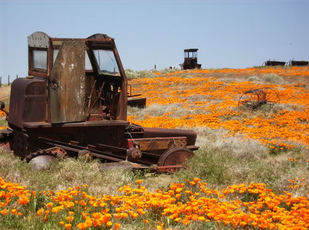 The Poppys - tractor, farm, california, field, spring, poppy