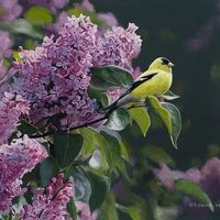 Gold Finch