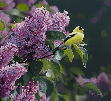 Gold Finch - gold finch, lilacs, green leaves, limb, bird