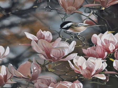 In the Pink - bird, chickadee, pink magnolias, tree