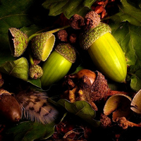 Lovely Acorns