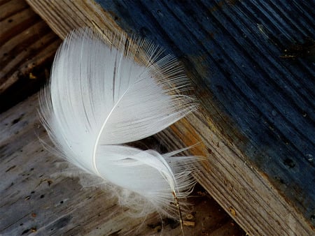 Feather - white, feathers, fluffy, down, feather, birds