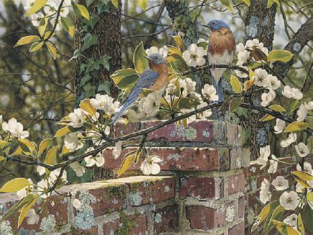 Backyard Blues - branches, brick, wall, tree, ivy, bluebirds