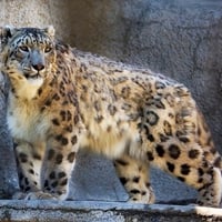 Snow-Leopard