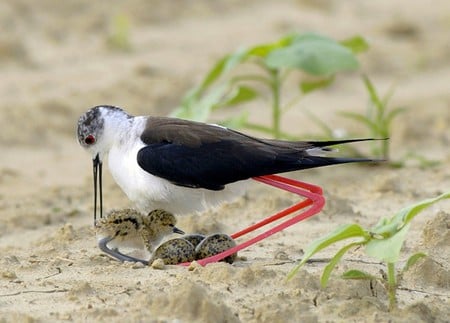 Bird w Chick - chick, bird, long legs, cool, picture, eggs