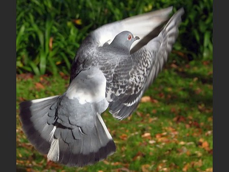 Flying Pigeon - flying, picture, pigeon, cool