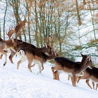 Snow Deer Family