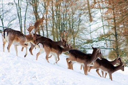 Snow Deer Family - family, cool, picture, deer, snow