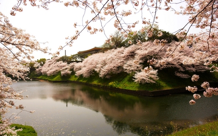 SPRING LAKE - lake, trees, reflection, blossoms, pink, spring