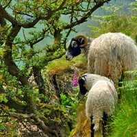 Wild Sheep