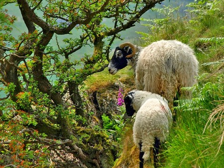 Wild Sheep - wild, sheep, cool, picture