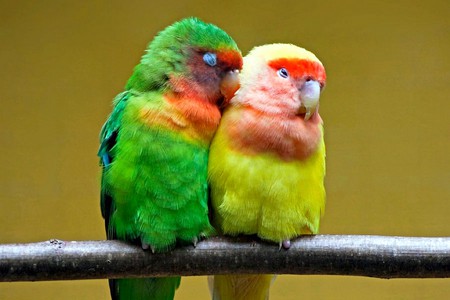 Sleeping Parrots - parrots, picture, sleeping, beautiful