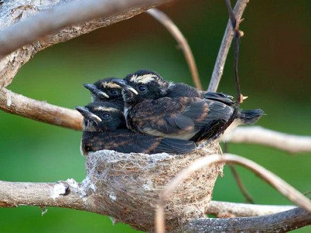 Birds in Nest - in nest, birds, picture, cool