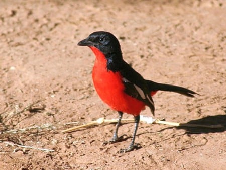 Red and Black - picture, red and black, cool, bird