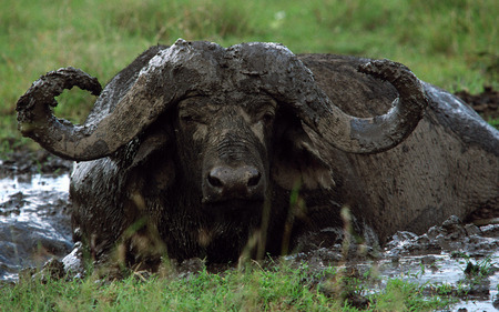 water buffalo - big game, buffalo, water, african