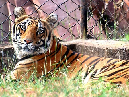 Tiger Caged - zoo, endangered, cage, tiger