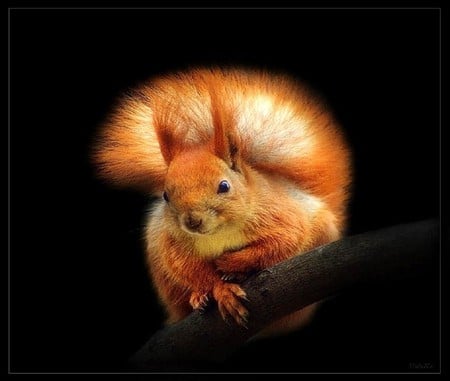 Squirrely - black background, rust and white, fluffy tail, squirrel