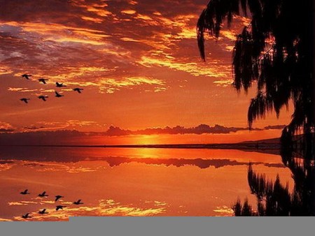 Flight of the geese - trees, orange sky, geese, water, colored, flight, sunset