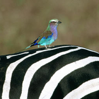 african bird