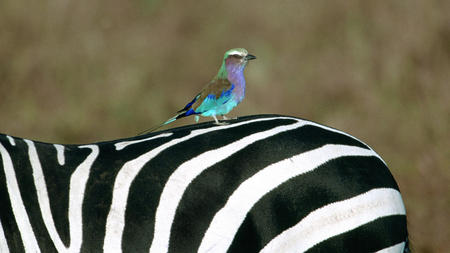 african bird