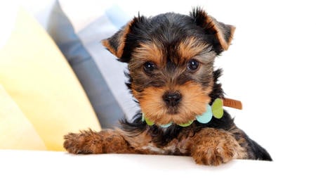 yorkie puppie - cute, puppy, yorkie, terrier