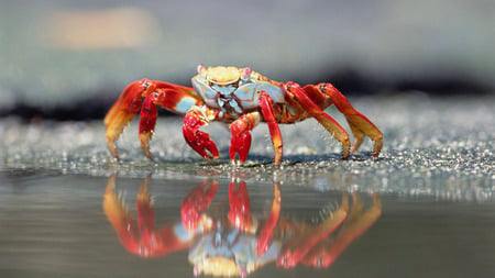 colourful crab - beach, zodiac, crawler, photography, water, crab, cool, yellow, reflection, food, cancer, summer, picture, red, beautiful, animal, colourful