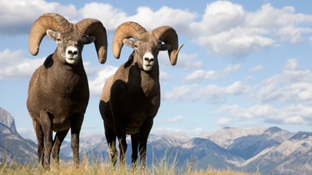 goats - big, mountain, goats, horns