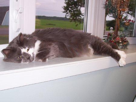 Life inthe fast line - trees, window, window ledge, green grass, cat