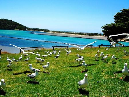 Gull Happiness - birds, blue water, beach, ocean, seagulls, hilltop