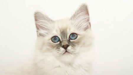 white cat - white, feline, beautiful, cat