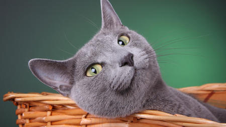 cat in a basket - basket, greycat, feline, cat