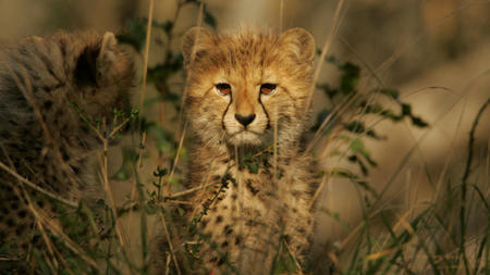 cheetah - cheetah, cubs, big cat, africa