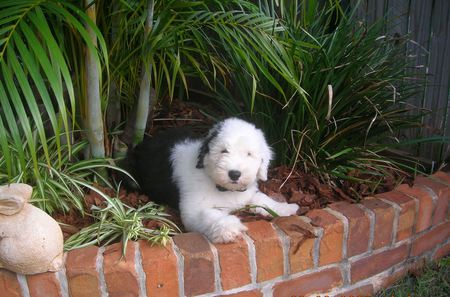 Nature Puppy - adorable, puppy, fluffy, old english sheepdog, garden, cute