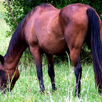 Horse grazing in field