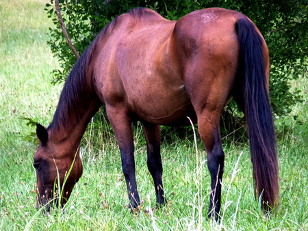 Horse grazing in field - field, farm, horse, country