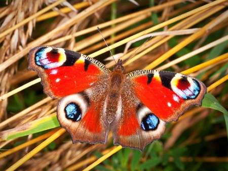 Colorful Butterfly - picture, butterfly, colorfu, beautiful