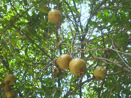 pomegranate - flowers, pomegranate, nature, fruits