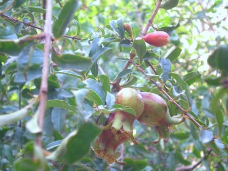 pomegranate - nature, flowers, pomegranate, fruits