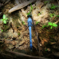 Blue Dasher Dragonfly