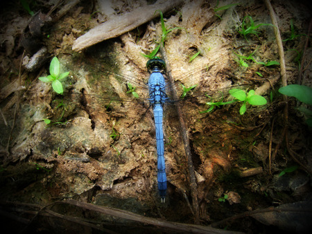 Blue Dasher Dragonfly - insect, blue, blue dasher, dragonfly