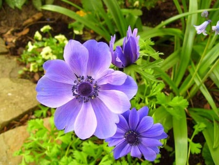 Anemone Flowers - flowers, beautiful, anemone, picture