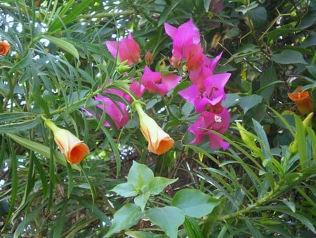 pink and orange flowers - nature, pink and yellow, flowers