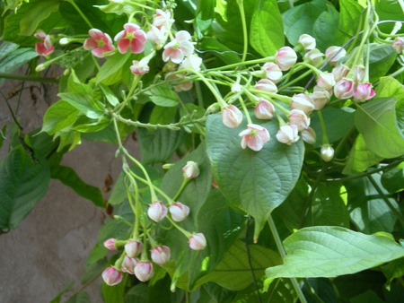 Pink  and white flowers - nature, pink and white, flowers