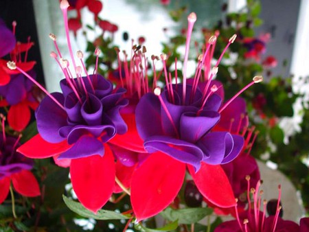 Fuchsia Flowers - picture, fuchsia, flowers, beautiful